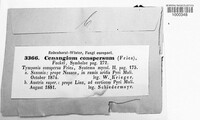 Tympanis conspersa image